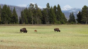 Bison i Yellowstones nationalpark