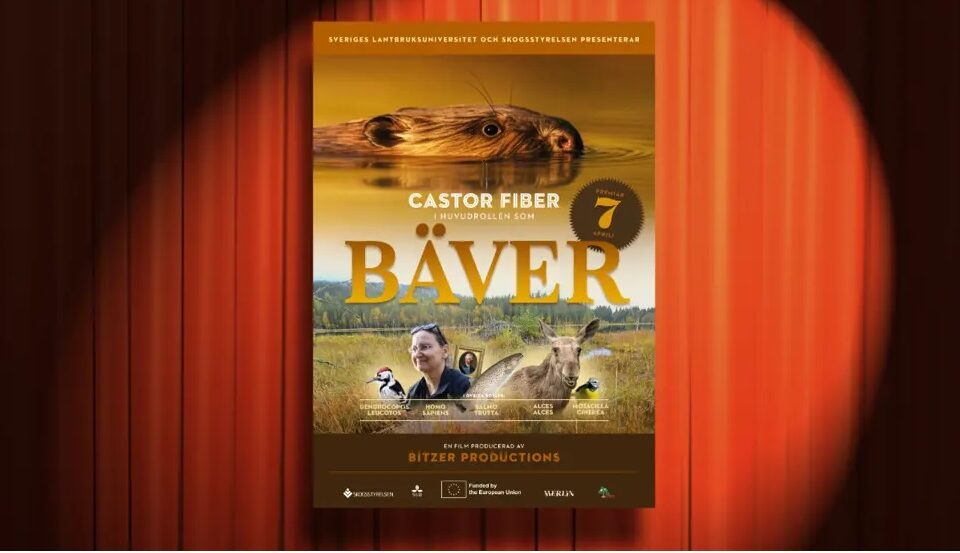 Bioaffisch med huvudtexten "Castor fiber i huvudrollen som Bäver".